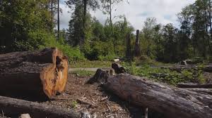 Best Tree Preservation Services  in Keansburg, NJ