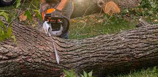 Best Fruit Tree Pruning  in Keansburg, NJ