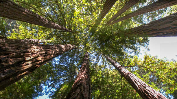 Best Hazardous Tree Removal  in Keansburg, NJ